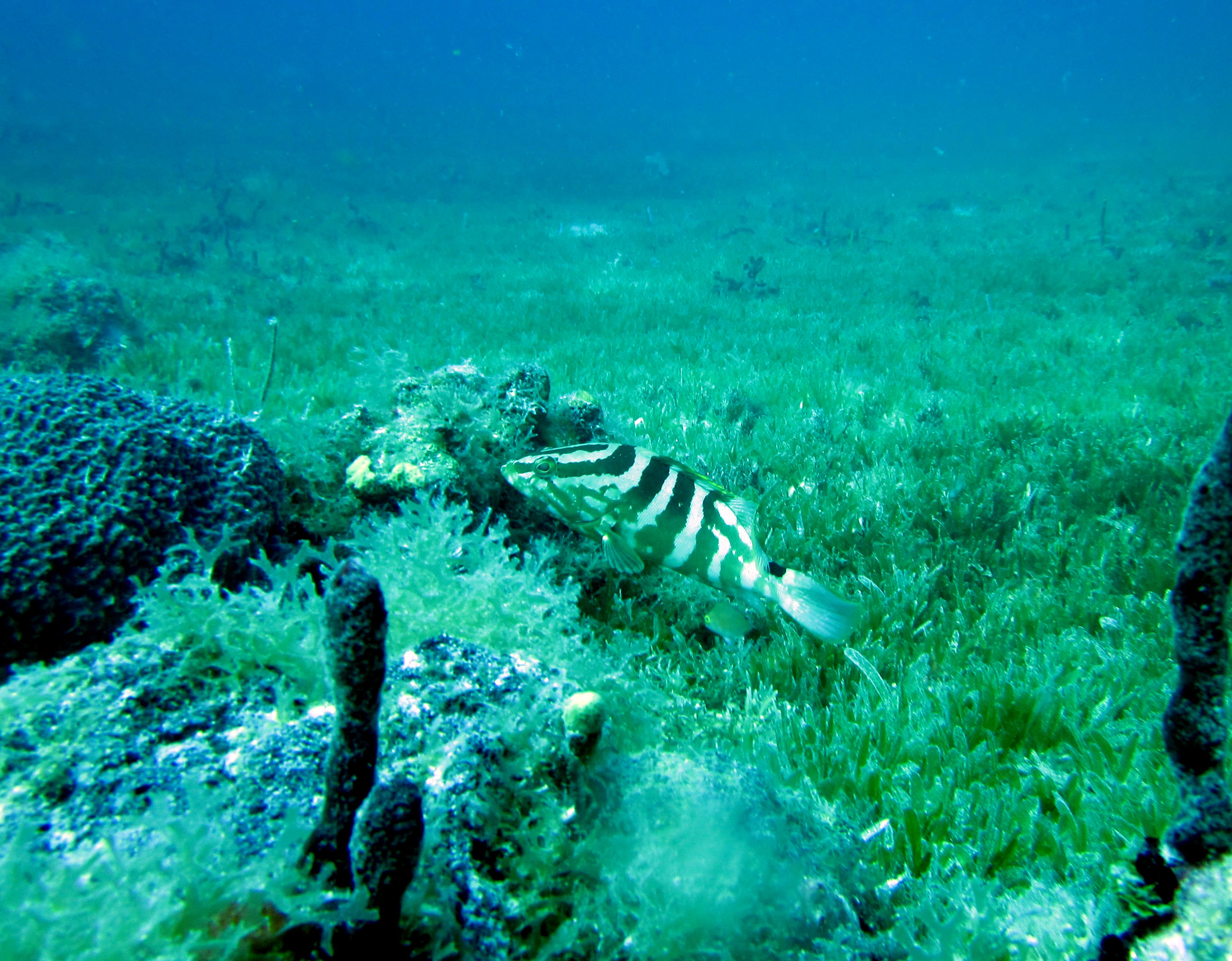 a Nassau grouper underwater