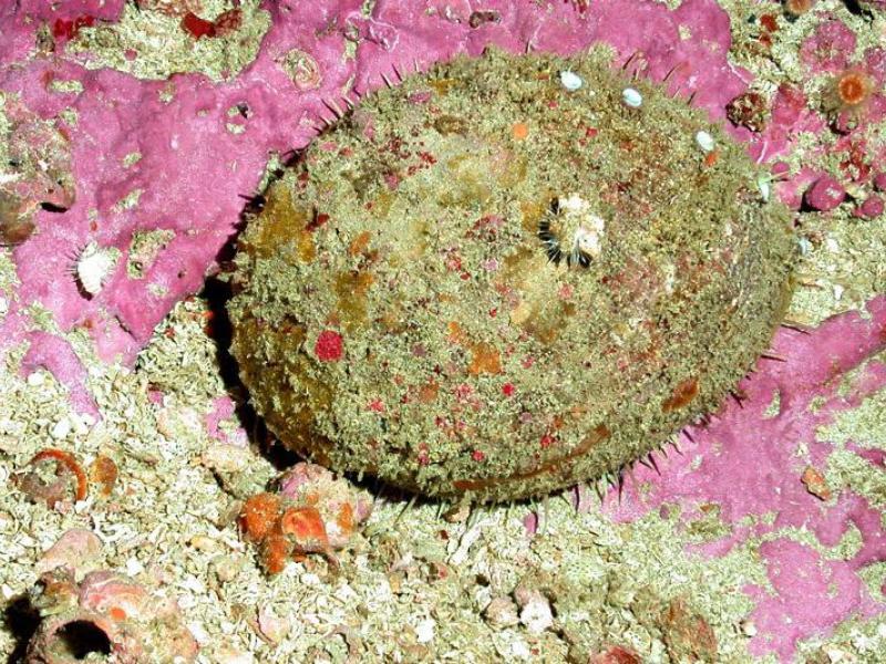A white abalone on the sea floor