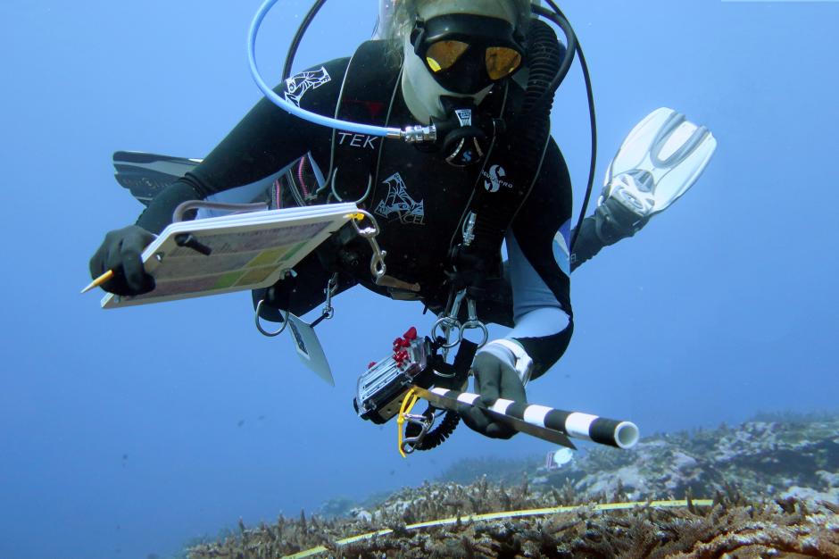 A diver under the water holding a notebook and ruler to measure coral