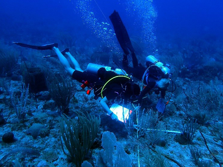 Divers conducting research underwater.