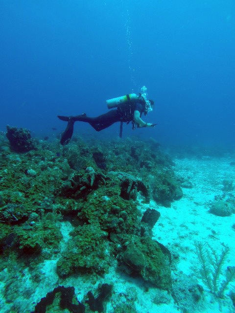 A diver looks down on a clip board underwater.