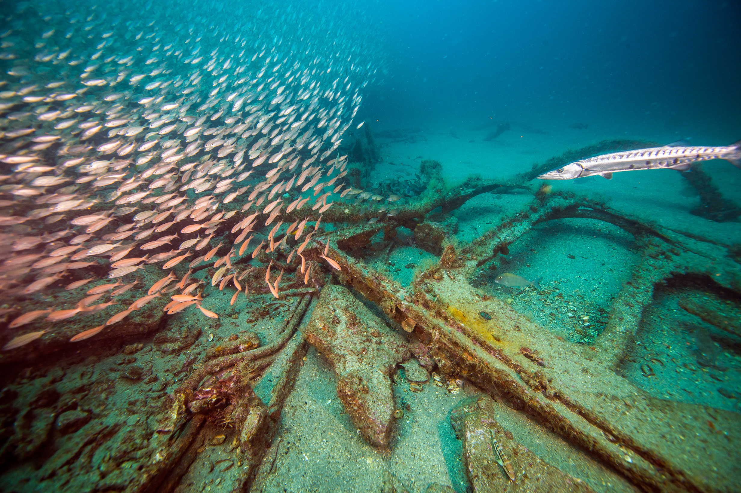 A swirl of fish and a barracuda at the site of a shipwreck.