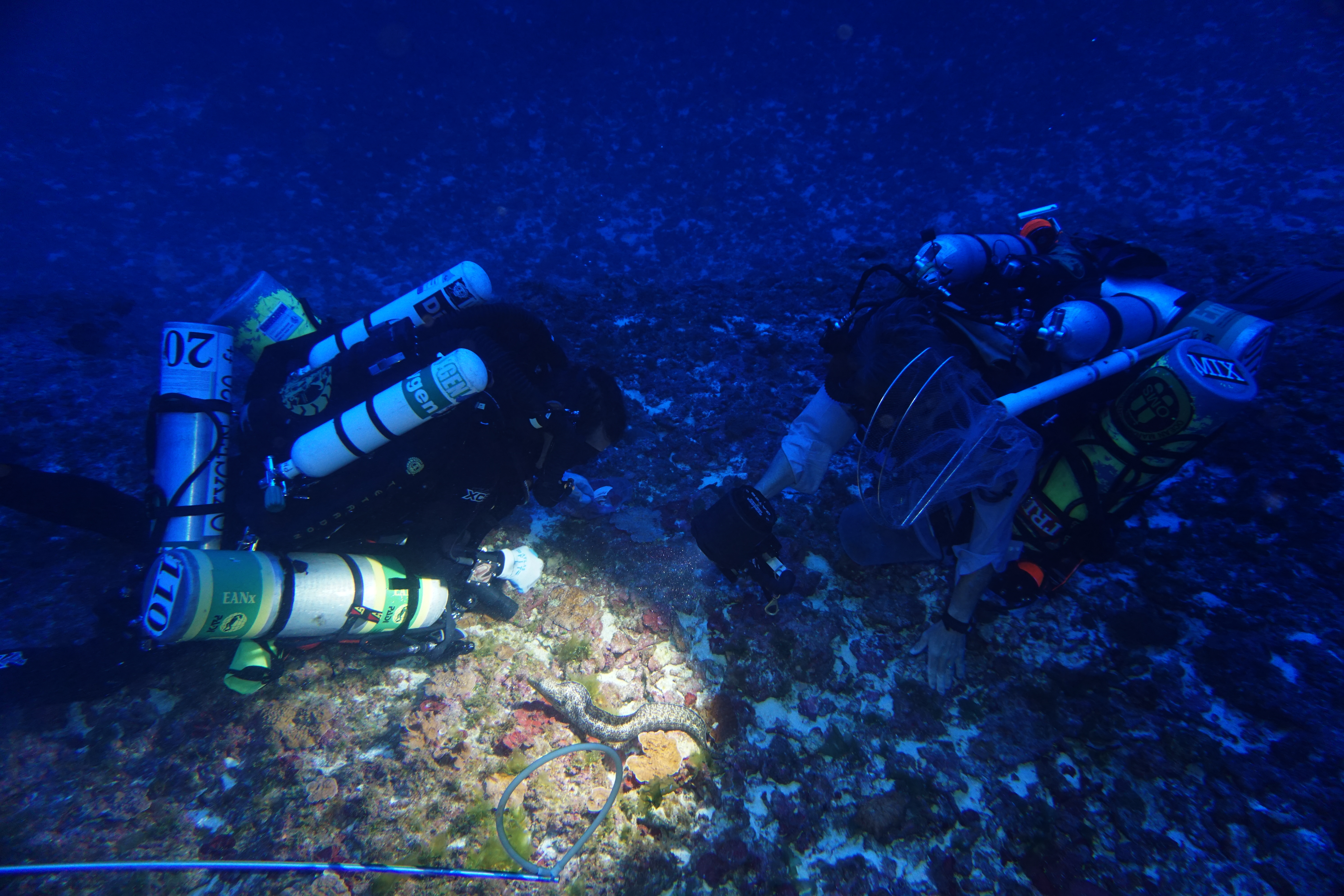 Two NOAA Divers shine a light on a moray eel underwater