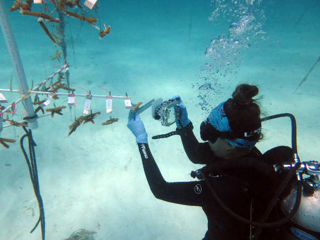 Diver photographing coral nursery specimens