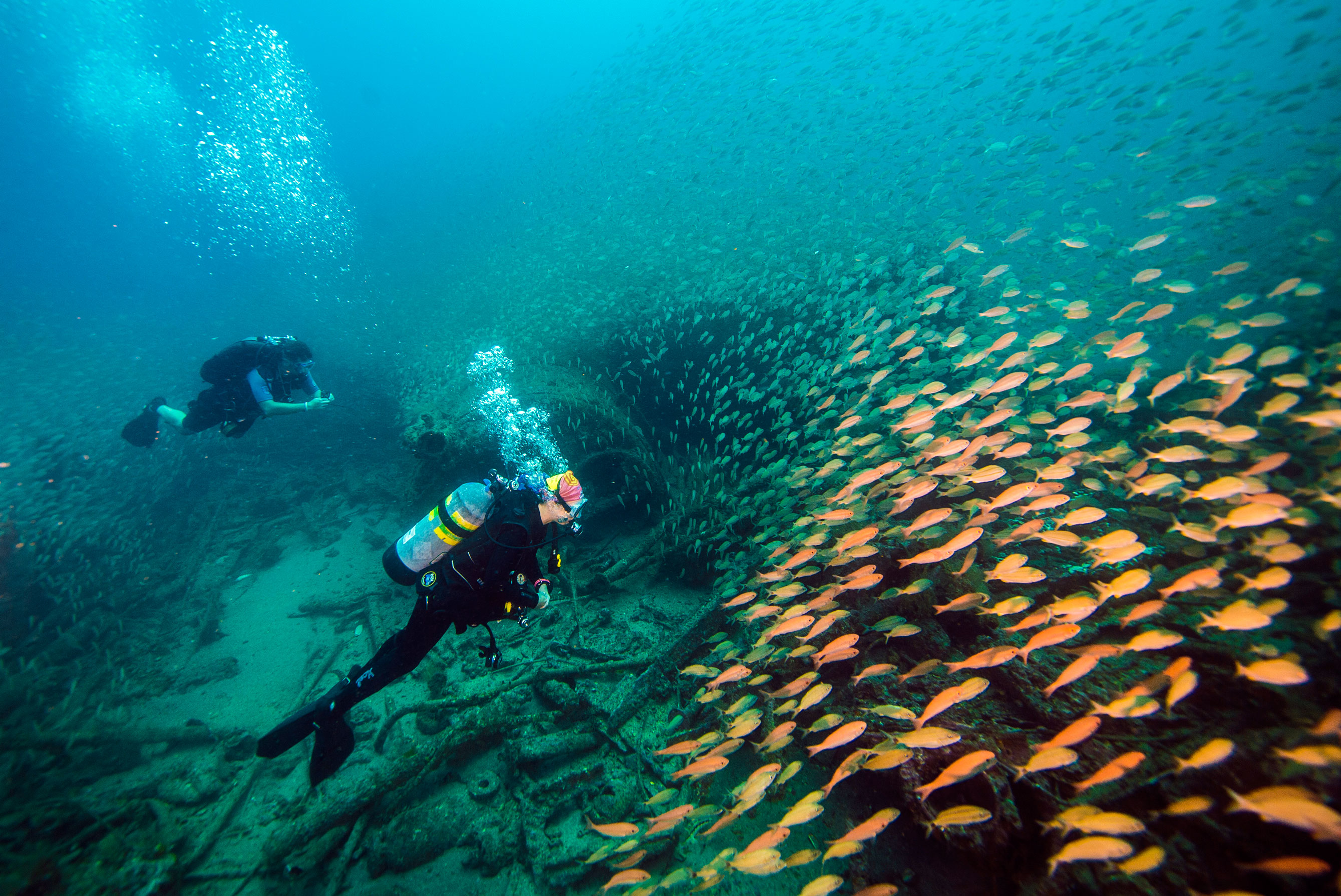 divers observe a large school of fish swimming over a shipwreck