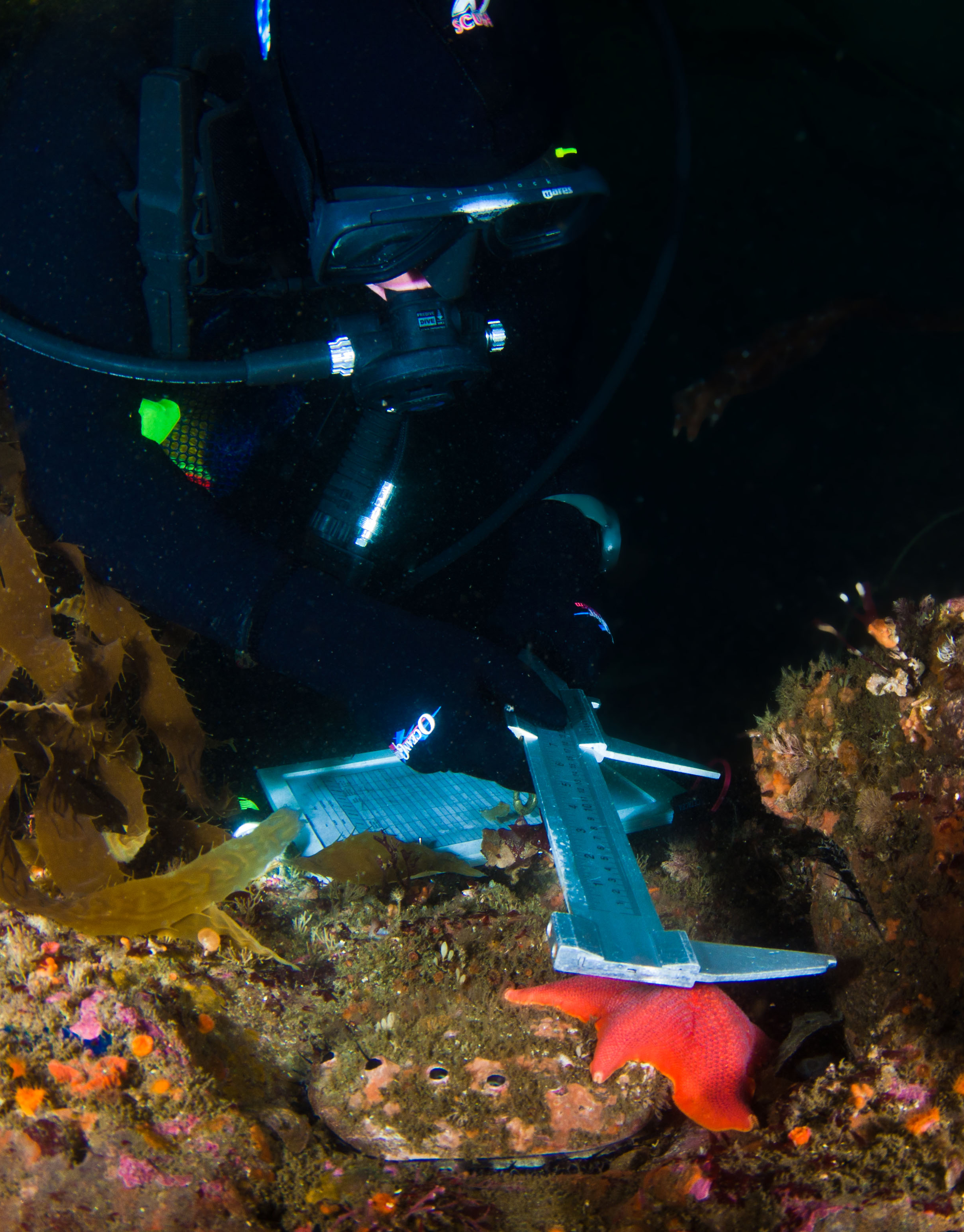 NOAA Reciprocity Diver measuring a red abalone
