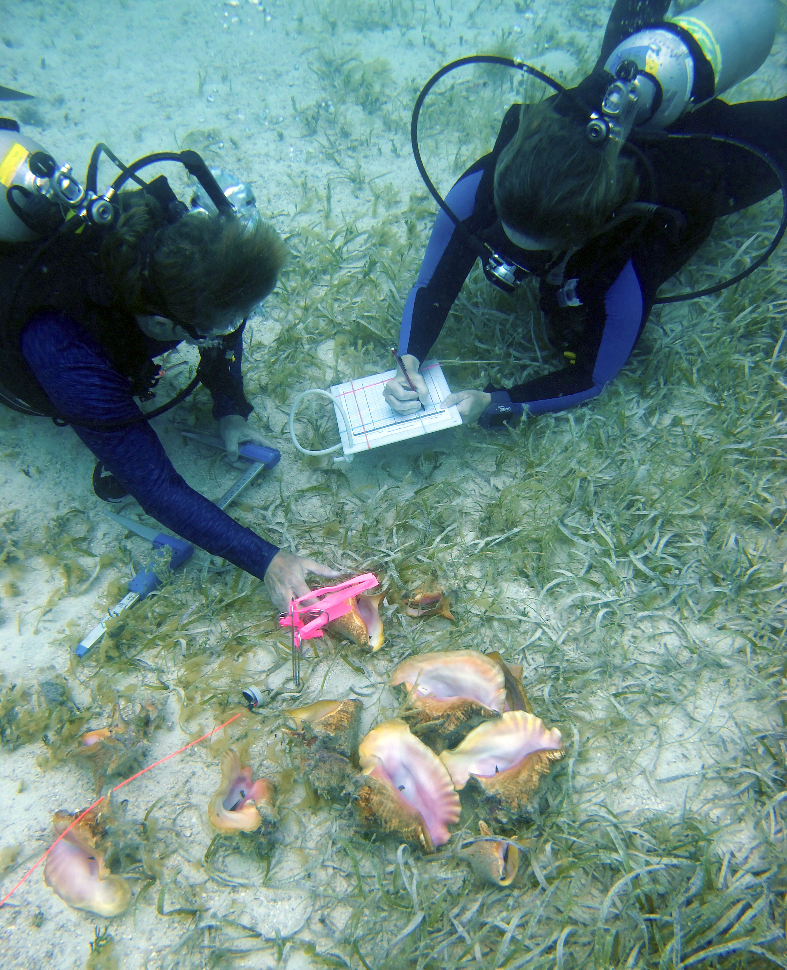 Two divers measure and document the size of queen conches on the sea floor