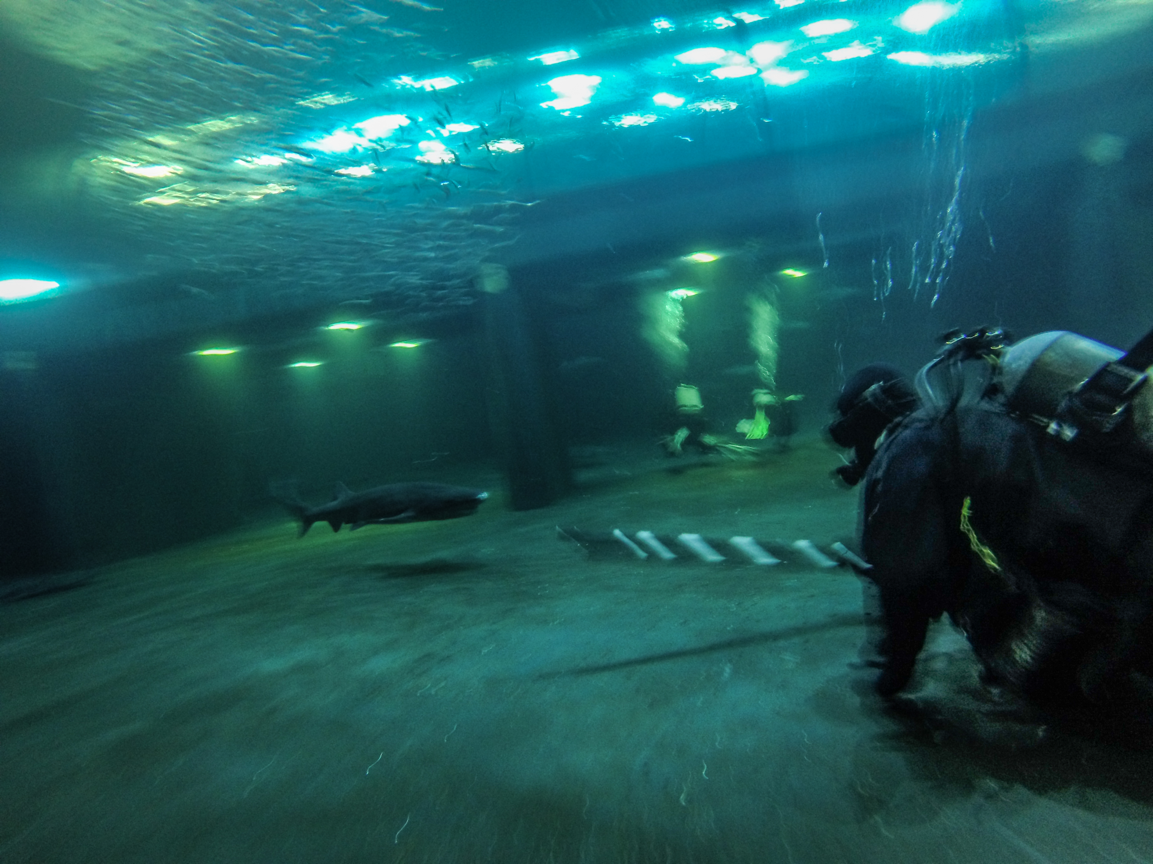 A diver points a striped pole toward a shark inside a large aquarium exhibit