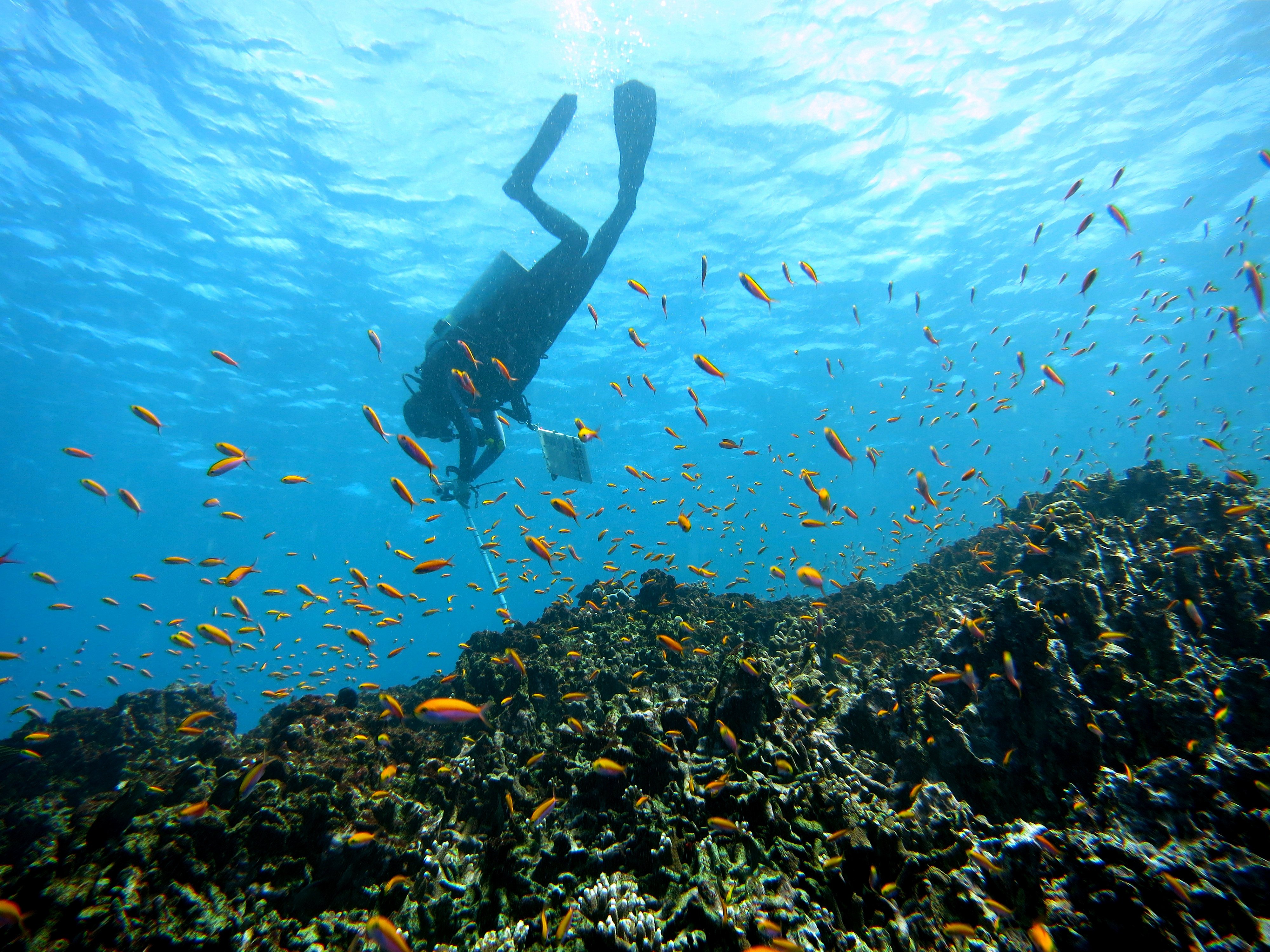Diver taking photo quads Diver surrounded by fish taking photos of coral habitat