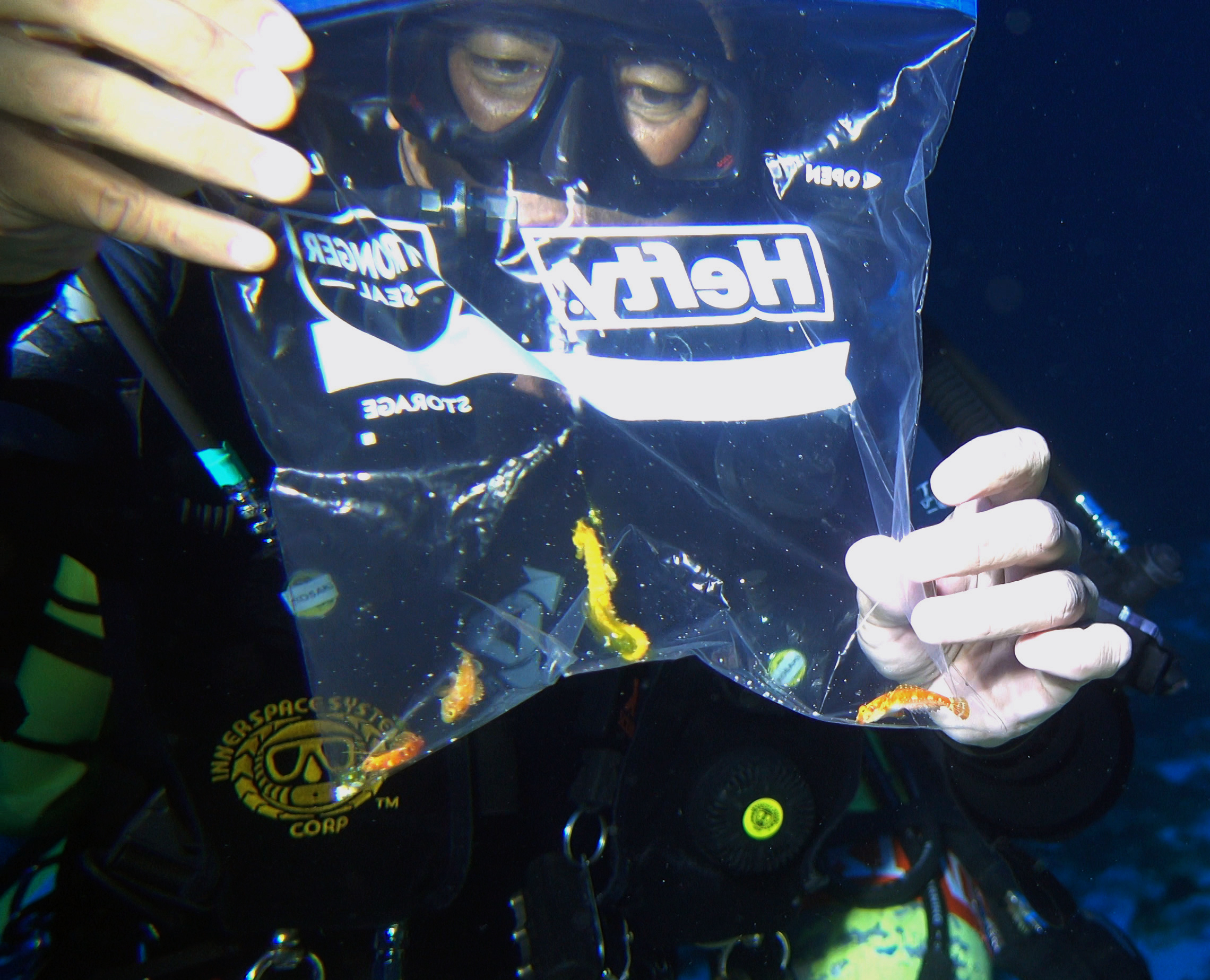 NOAA diver collecting a new species of sea horse and dragonet fish NOAA diver collecting a new species of sea horse and dragonet fish inside a plastic bag