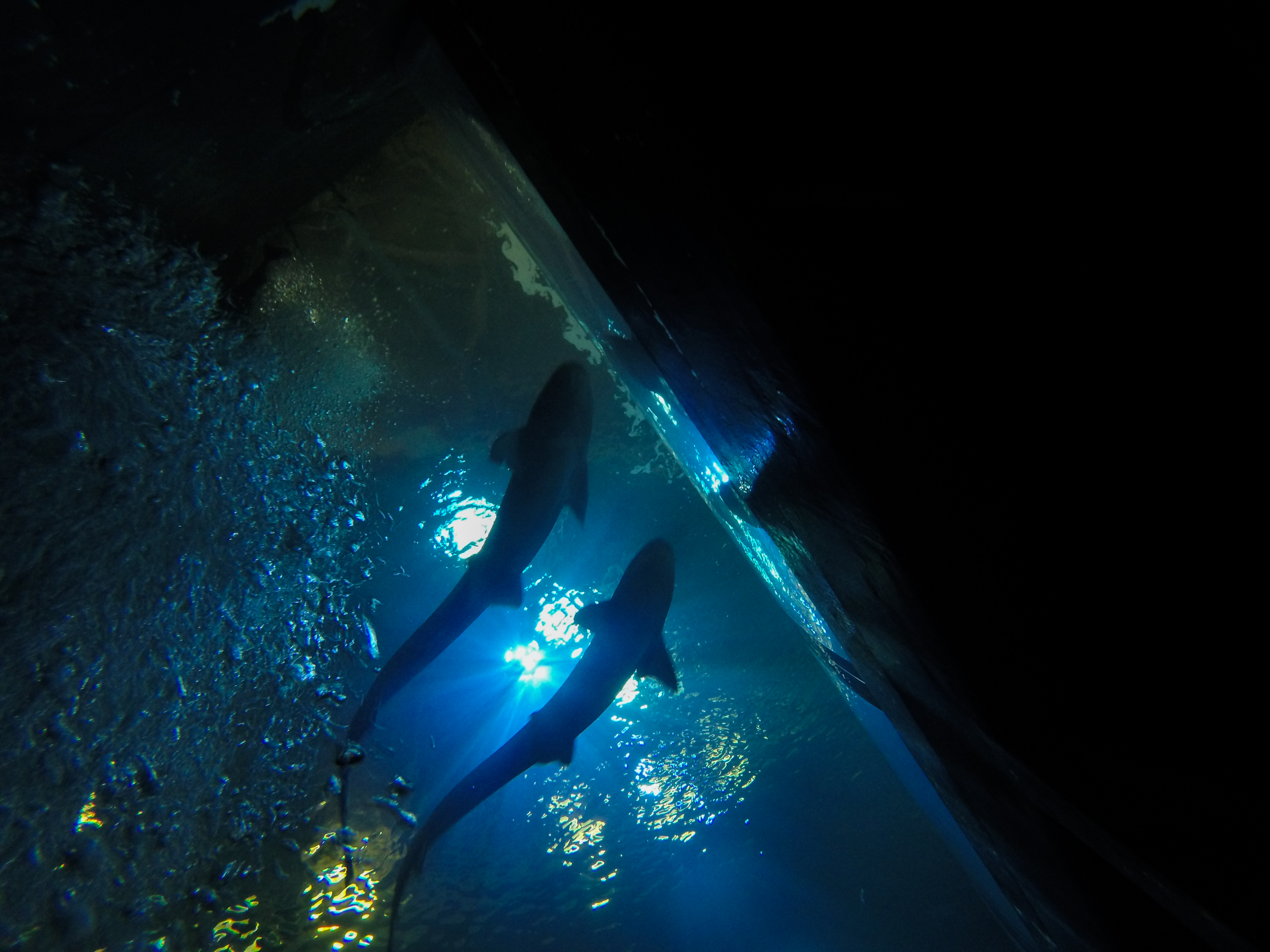 Two sharks seen from below inside an aquarium exhibit