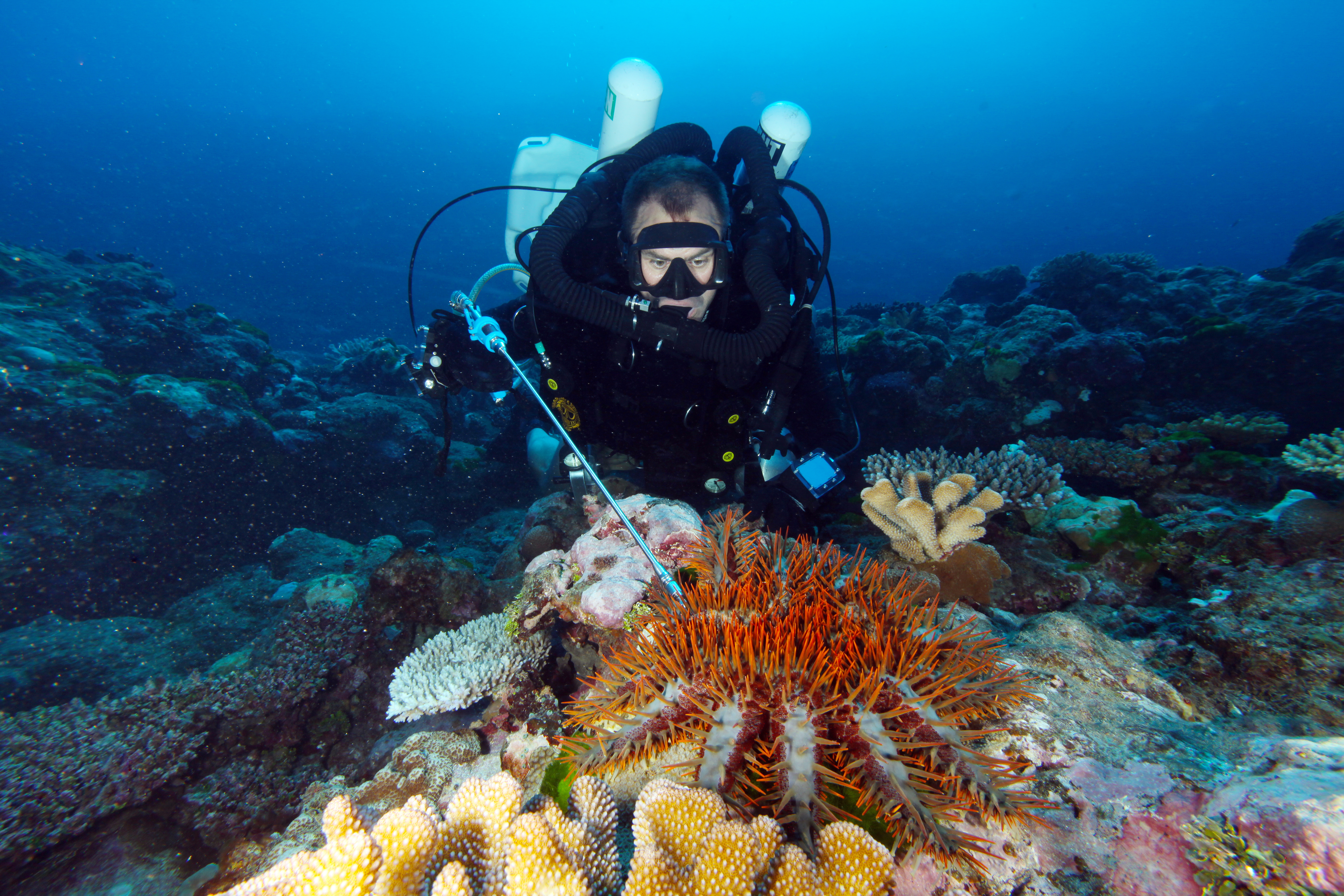 Diver injecting a crown-of-thorns sea star with ox bile.