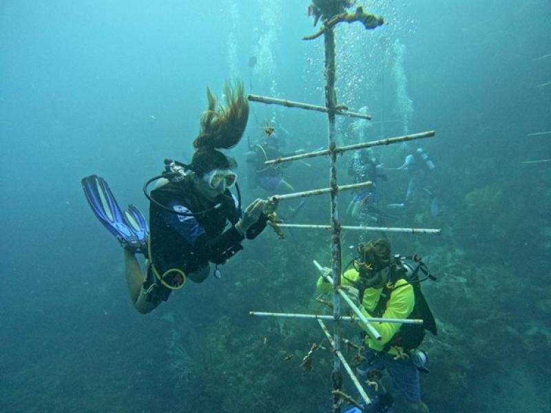 Two people in SCUBA gear work underwater, attaching coral polyps to PVC pipe.