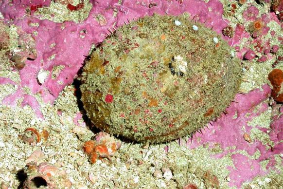 A white abalone on the sea floor