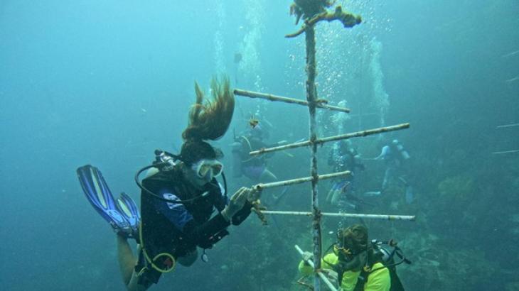 Two people in SCUBA gear work underwater, attaching coral polyps to PVC pipe.