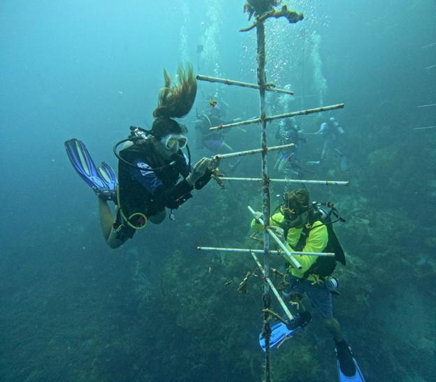 Two people in SCUBA gear work underwater, attaching coral polyps to PVC pipe.
